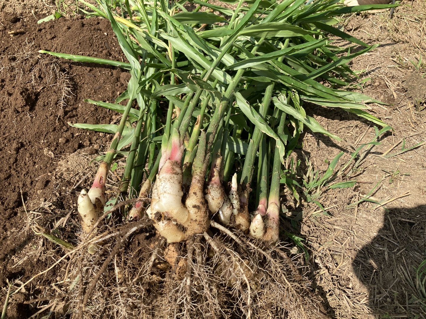 農薬・化学肥料不使用 新生姜 1kg：大分県産のその他薬味・スパイス