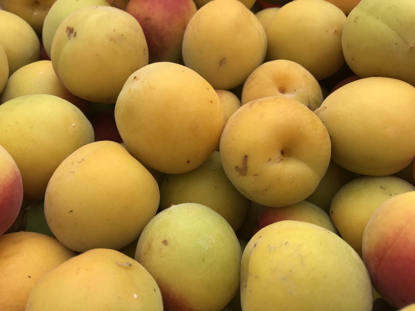 030-nanjuku3l10kg01.jpg