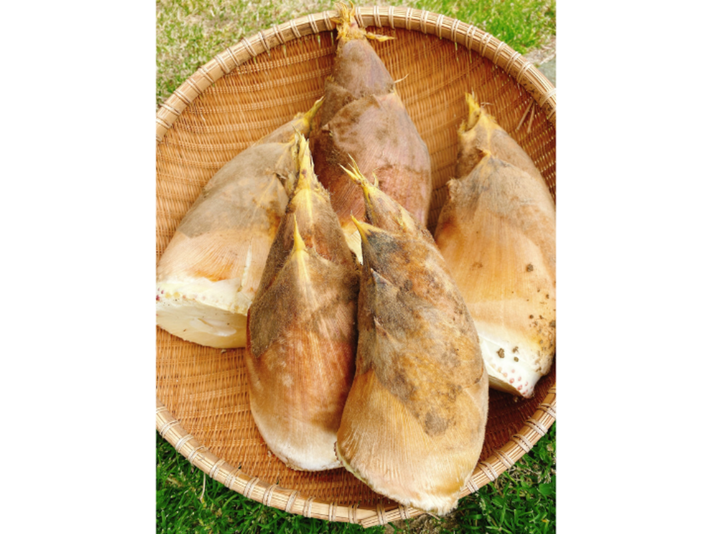 【メーカー直売】 農薬・化学肥料不使用 】たけのこ 静岡 3kg（3本〜4本）米糠付き 野菜