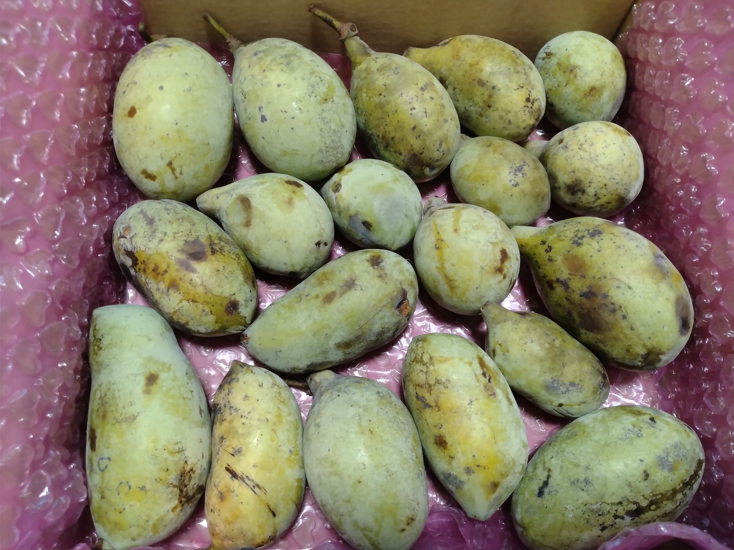 訳あり=【幻のフルーツ☆森のカスタード】ポポー1.5Kg（約10個）以上