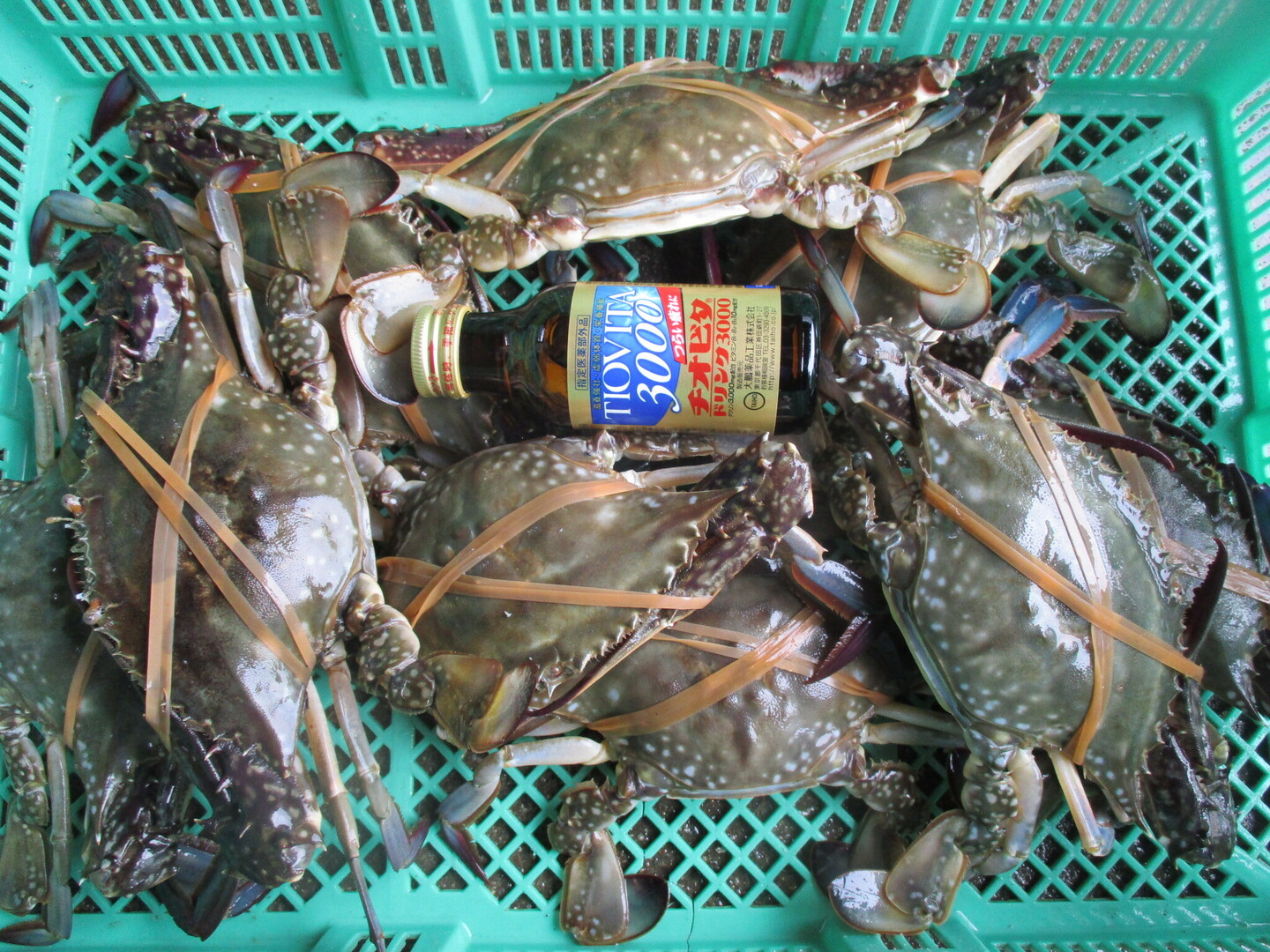 活梱包！1kg（約4杯）日本三景松島産☆ワタリガニ オス中サイズ