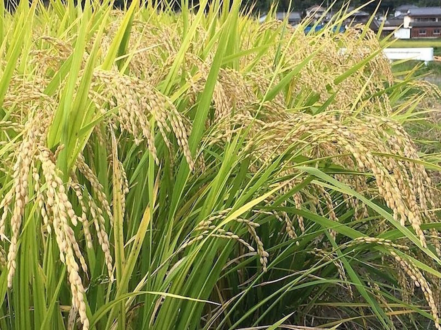 新年度セール】【10名限定：2割引き】自然栽培!佐賀県産!「伊勢ヒカリ