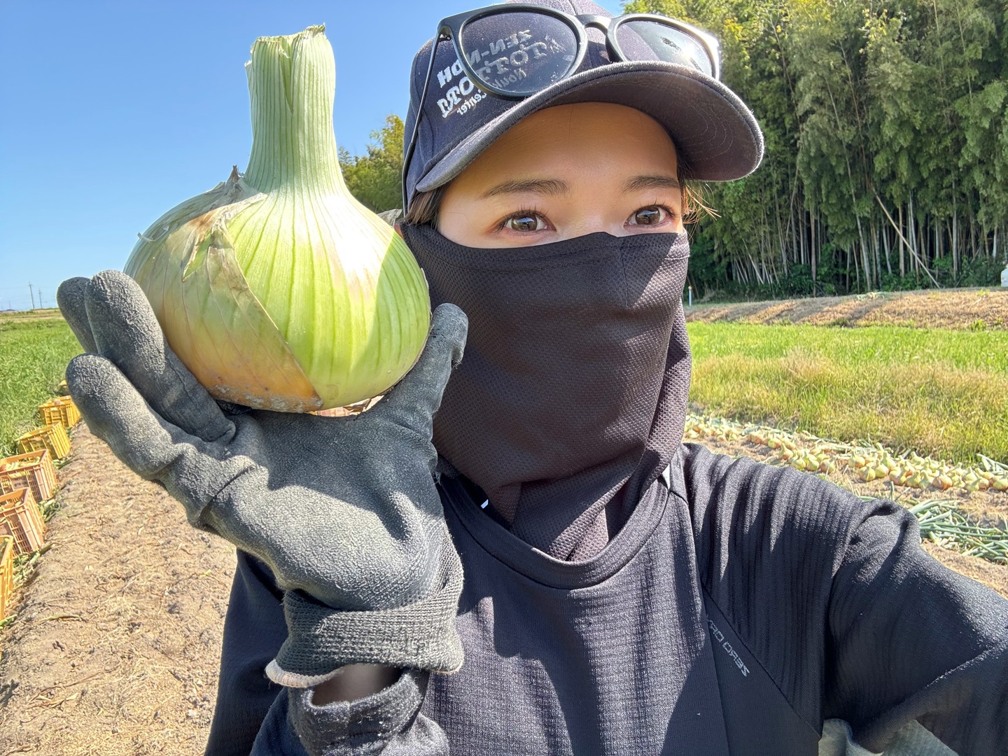 西谷農園の新玉ねぎ 10キロ：鳥取県産のその他玉ねぎ｜食べ
