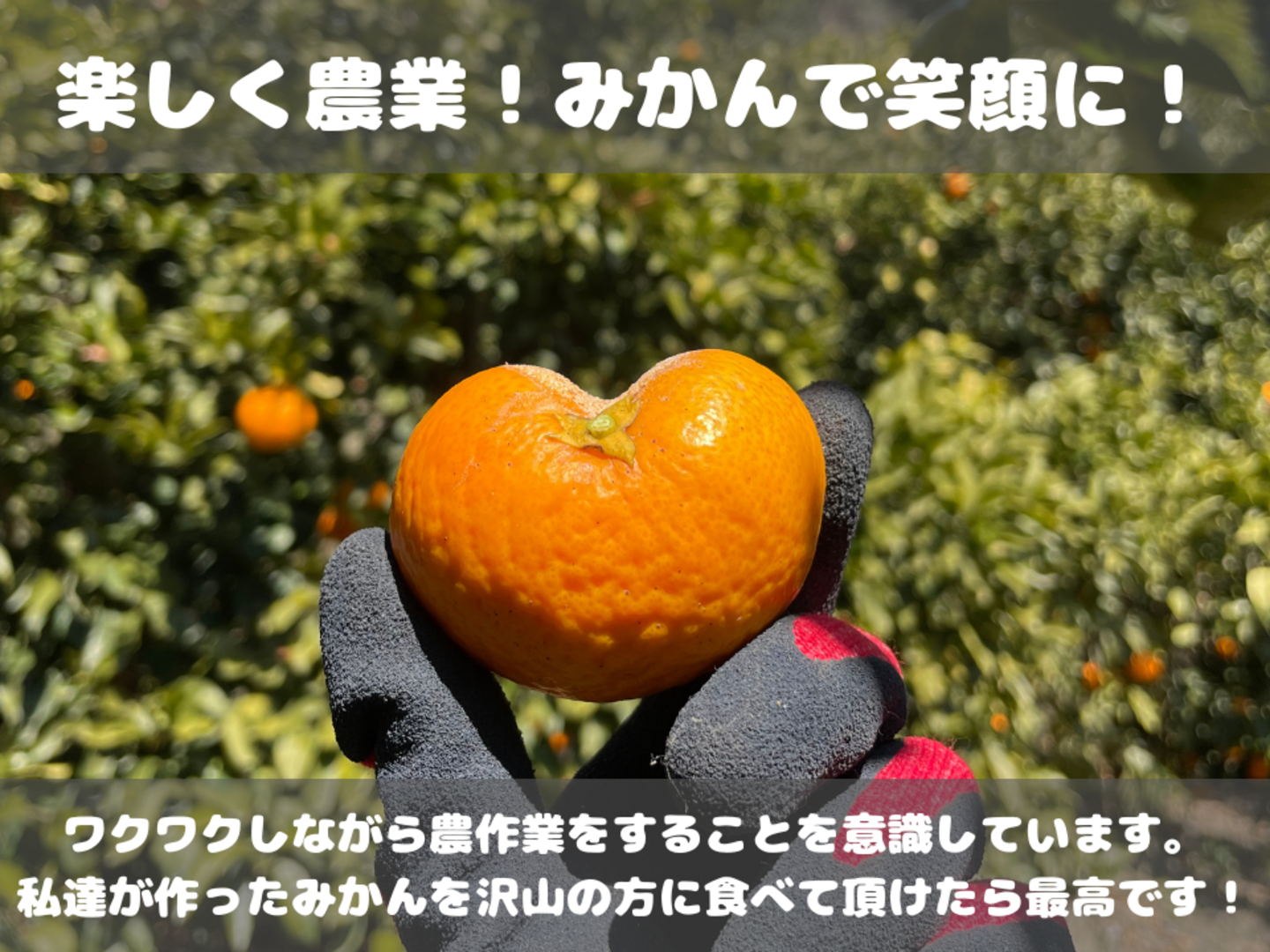 超ジューシー！ゆら早生 有田みかん 5kg 家庭用：和歌山県産のみかん