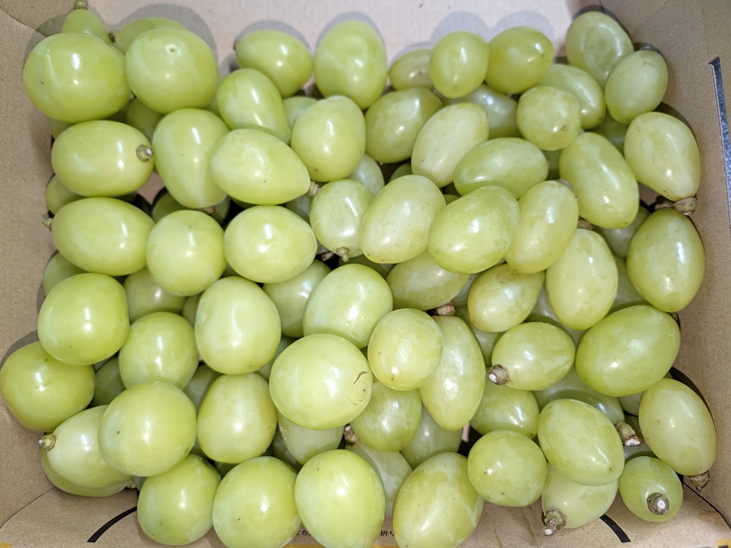 果実の宝石箱シャインマスカット＆巨峰 食べ比べ食べ比べセット 合計約2.2kg 🍇【山梨県笛吹市産】【粒で楽しむ2品種食べ比べ】シャインマスカット