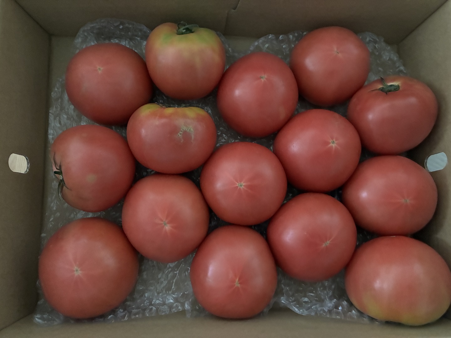 岐阜県産麗月トマト　小玉サイズ　注文ページ 岐阜県産麗月トマト 小玉サイズ 注文ページ