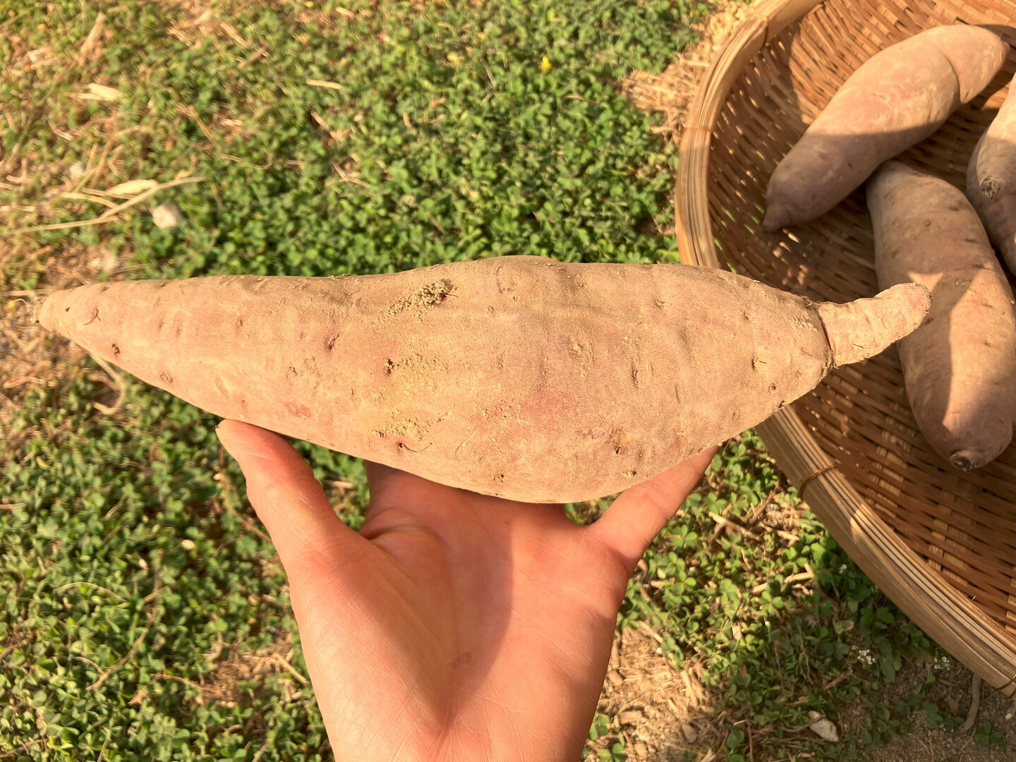 佐賀 はるか みかん 大玉秀品 L〜3L玉混合 10kg(5kg入り×2箱