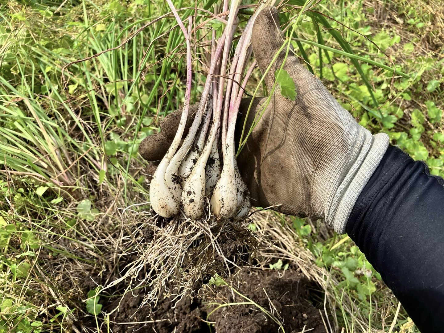 完全！肥料・農薬不使用 自然栽培らっきょう10kg 完全！肥料・農薬不使用 自然栽培らっきょう10kg