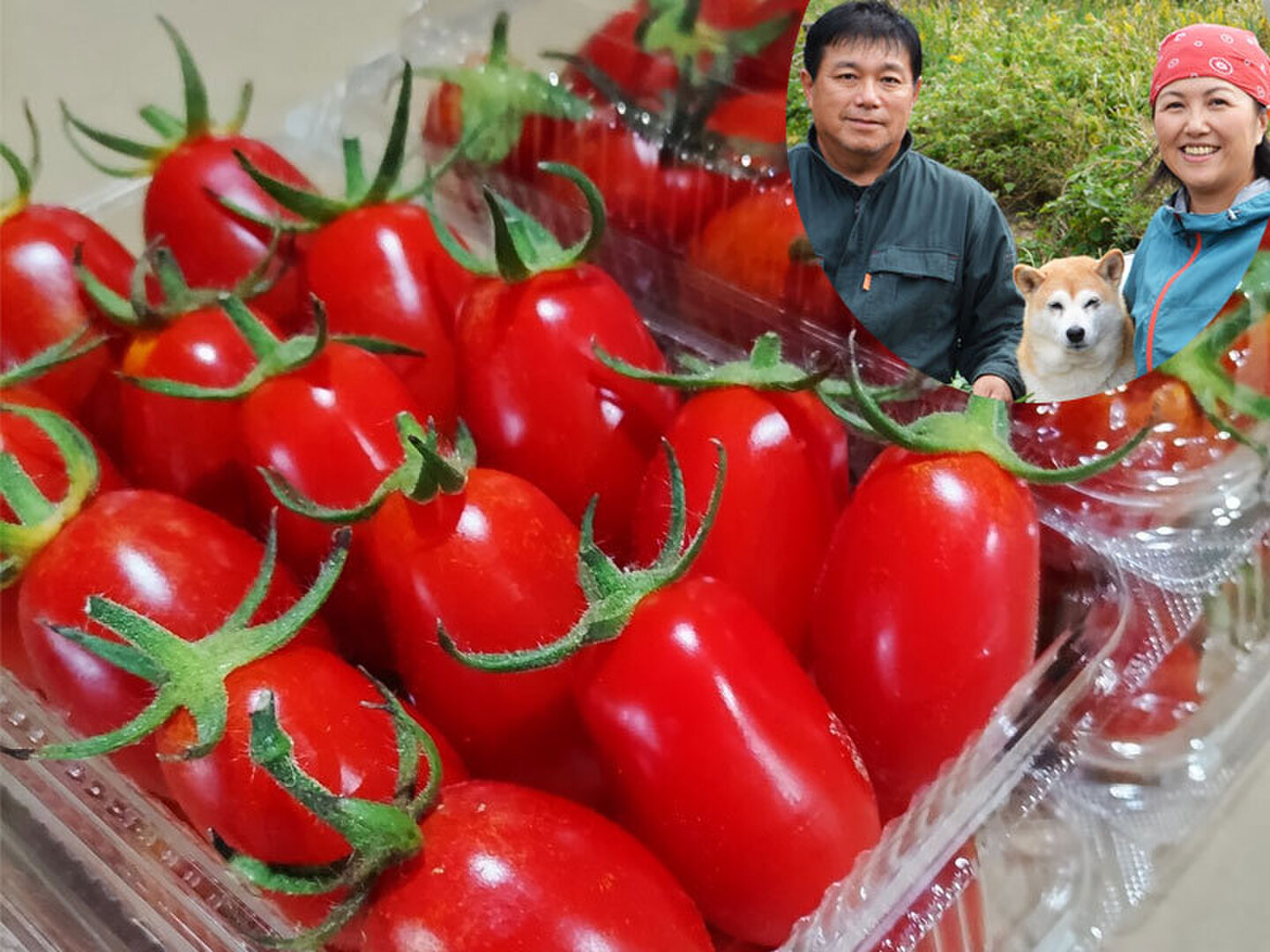 農薬・化学肥料不使用『アイコ ミニトマト1kg（250g×4）』南房総の農家 