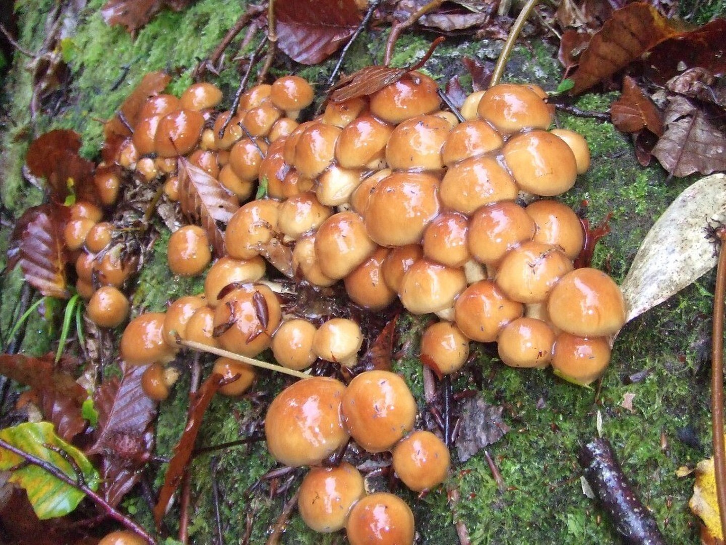 山形県産 天然なめこ水煮100g 2袋、天然むきたけ 水煮