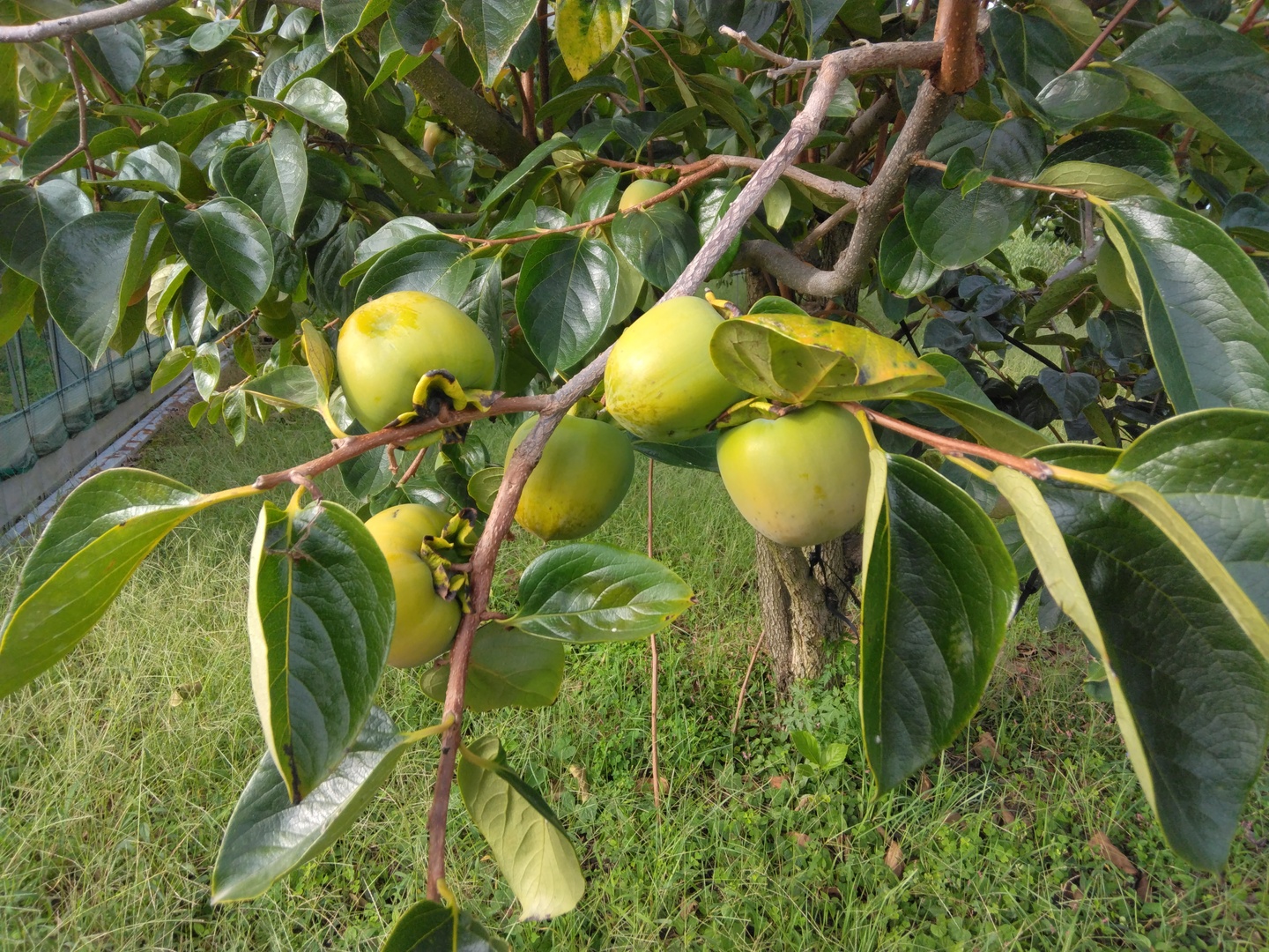 山梨県」甲州百目（干し柿用渋柿）2kg（6～8個）：山梨県産の甲州百
