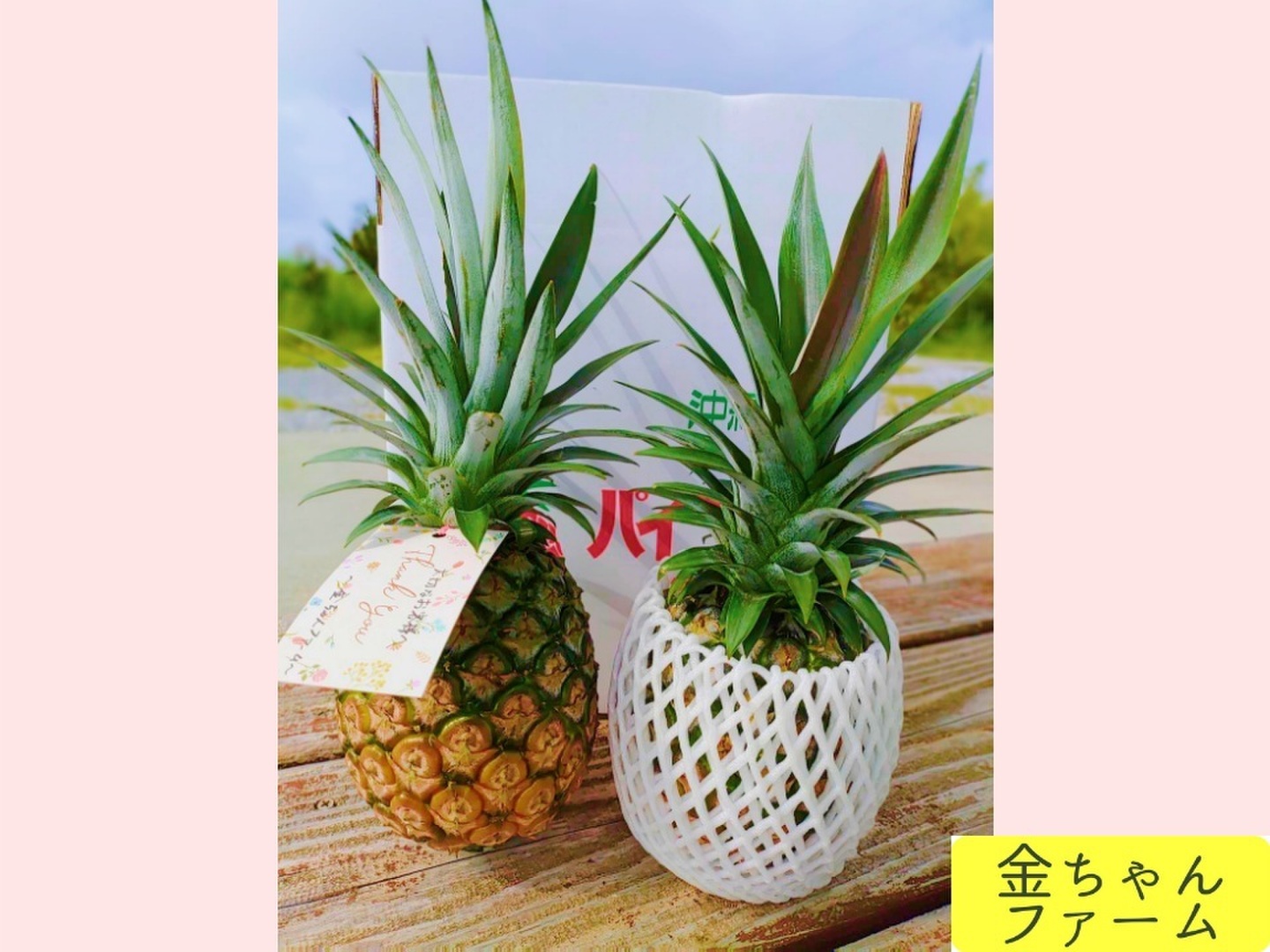 とろける優しさ】乳白のパイン『ホワイトココ』4玉(約4.0kg