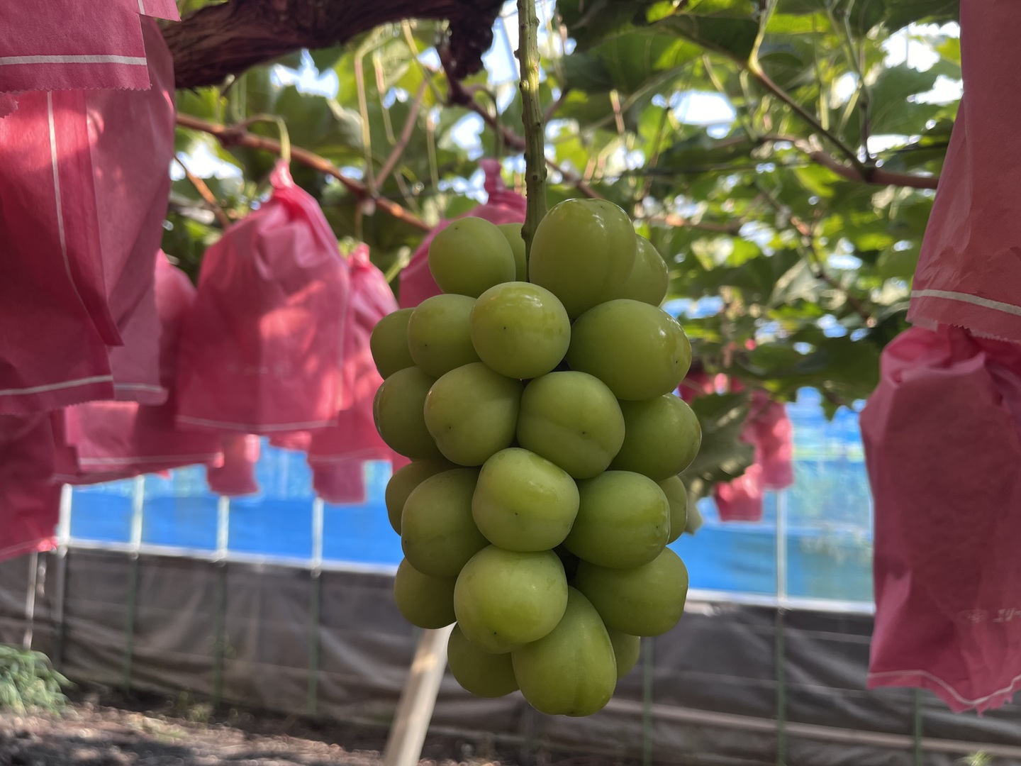 大粒！高糖度！岡山県産シャインマスカット2kg(4房入)：岡山県産