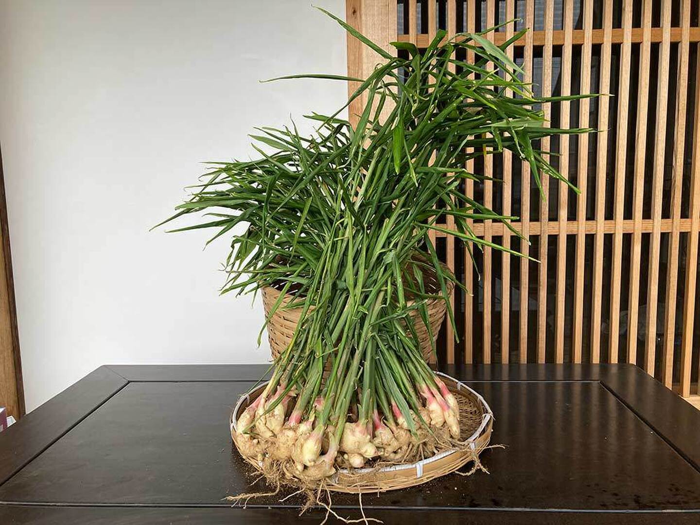 新生姜　薬味　おすすめ　箱込　117 新生姜 薬味 おすすめ 箱込 117 生姜専門店GINGER FACTORY / 新生姜