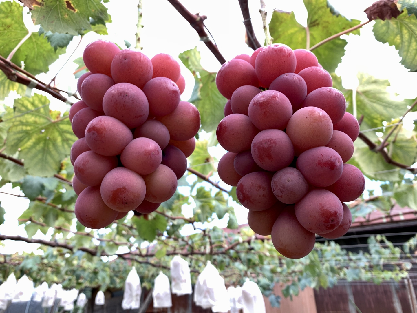 #1 山梨県産　シャインマスカット　我が道 スカーレット　クインニーナ　2kg 秋を彩る葡萄の魅力をもっと伝えたい！10種類のぶどうを食べ比べ