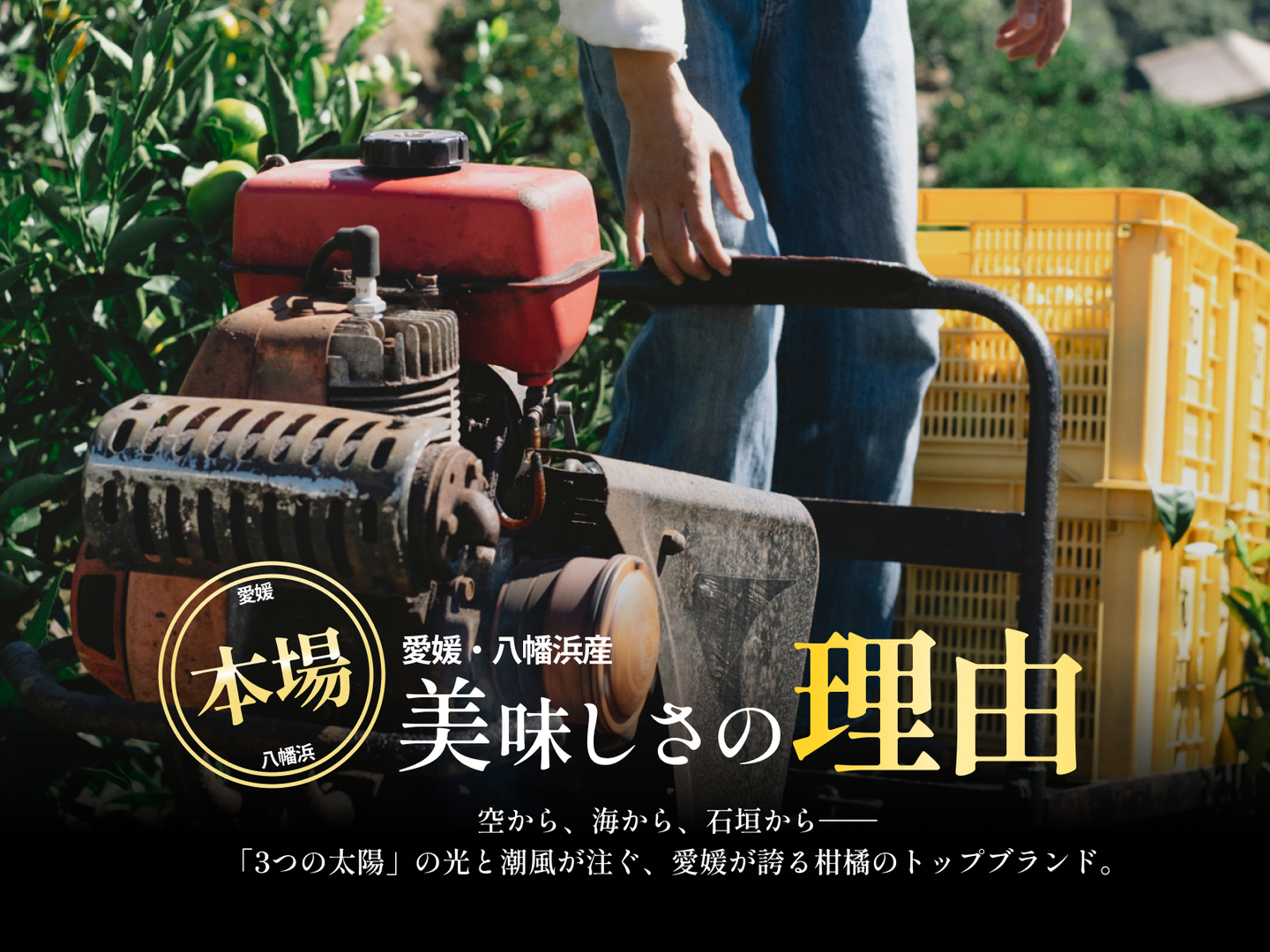 皮まで食べられる】愛媛レモン 2kg【防腐剤・ワックス不使用】家庭用