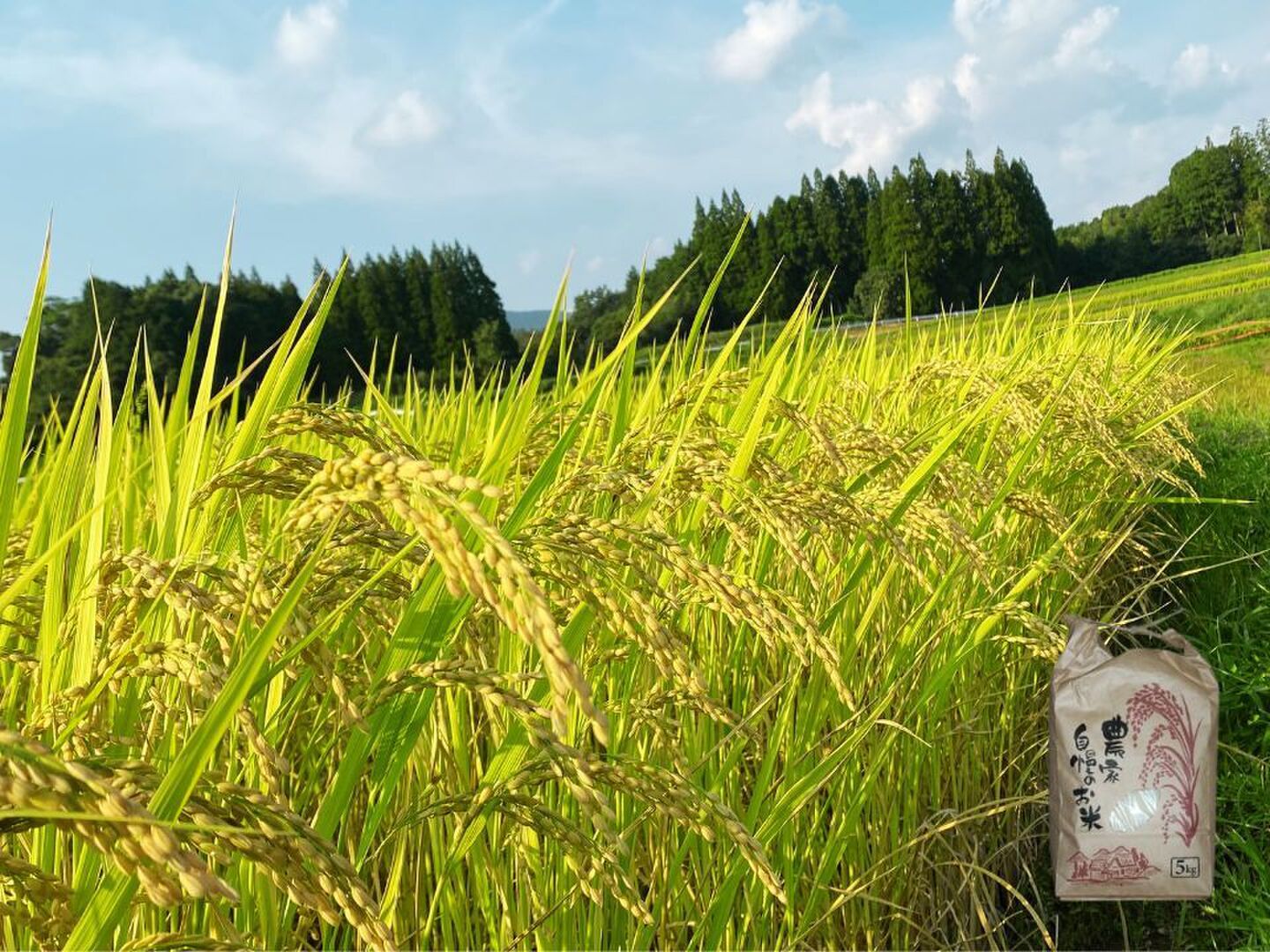 ヒノヒカリ 米 お米 30kg 熊本県産 令和6年産 玄米30kg 精米27kg