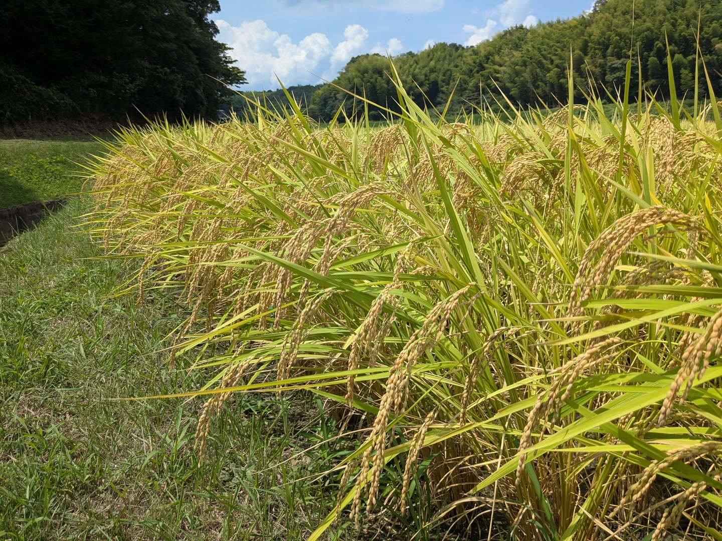 農家直送！令和3年産 三重県産コシヒカリ 玄米25キロ コシヒカリ玄米30㎏】令和6年産米/直送/≪兵庫県丹波市産特別