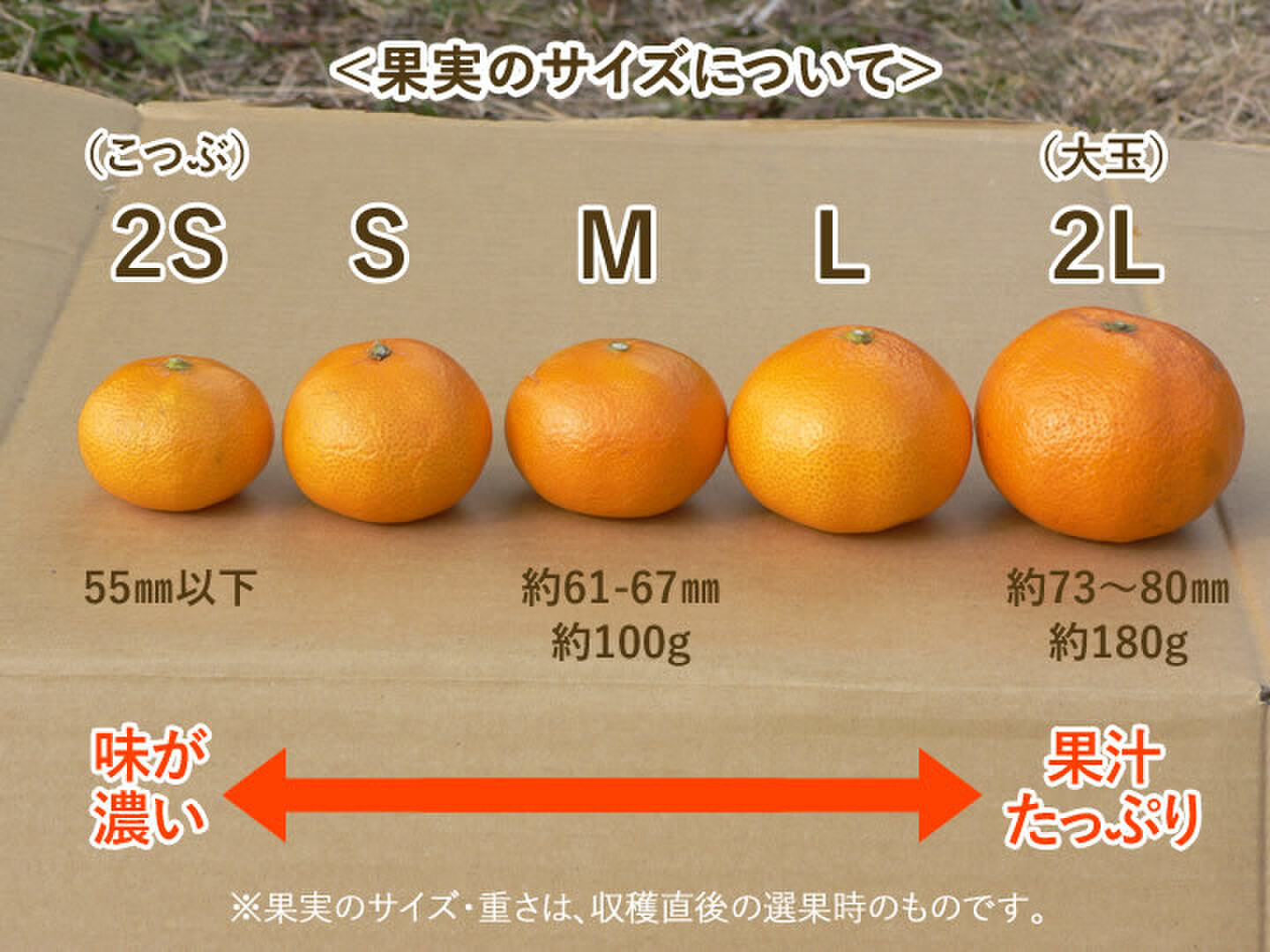 発送は6月から』 山北ハウスみかん 2.5kg – TABEGORO 土佐山田