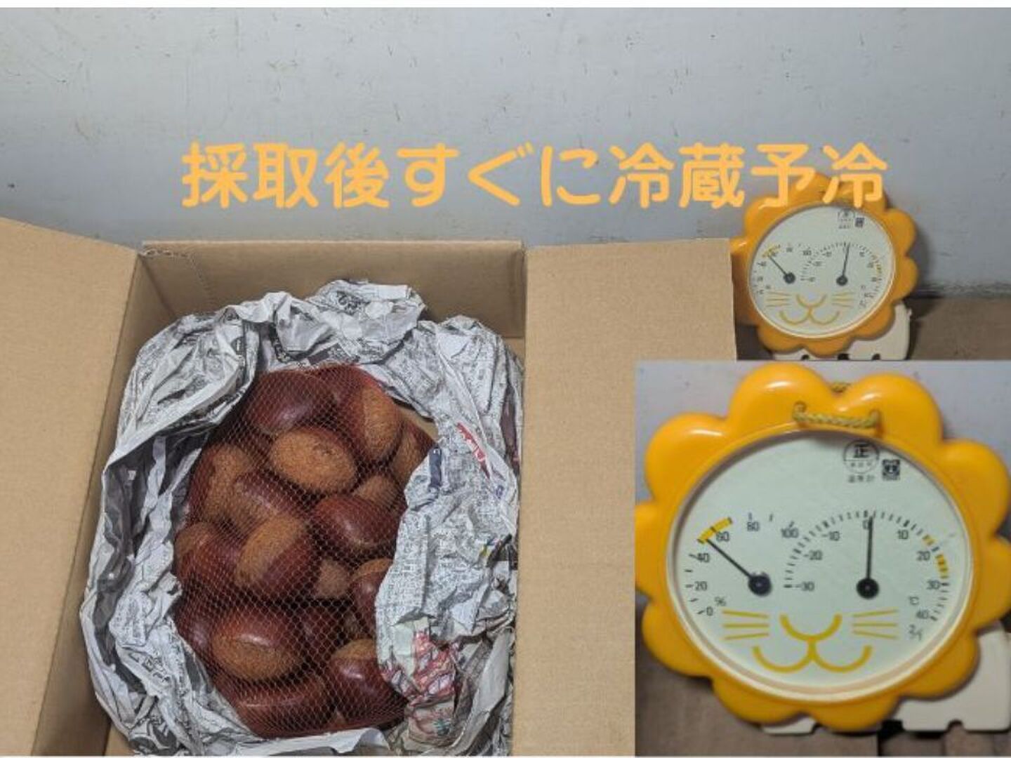 茨城県産 栗の王様「利平栗」4L1kg+α 初出店 感謝価格 数量限定