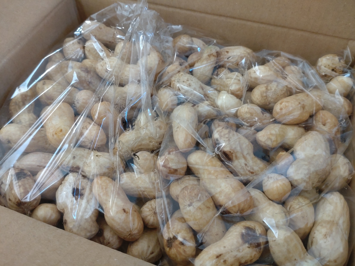 ◆ おおまさり ではない ジャンボ落花生　種　300粒　千葉県産 ◆ 送料込み nakate01.jpg