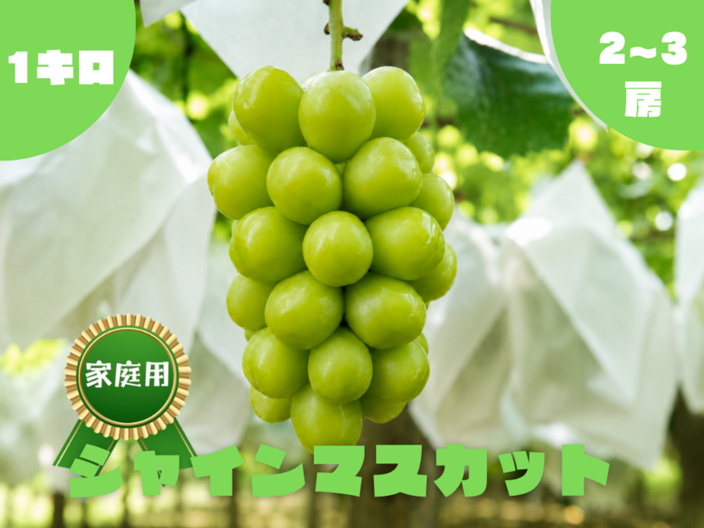 家庭用】シャインマスカット 1kg/2~3房：長野県産のシャインマスカット