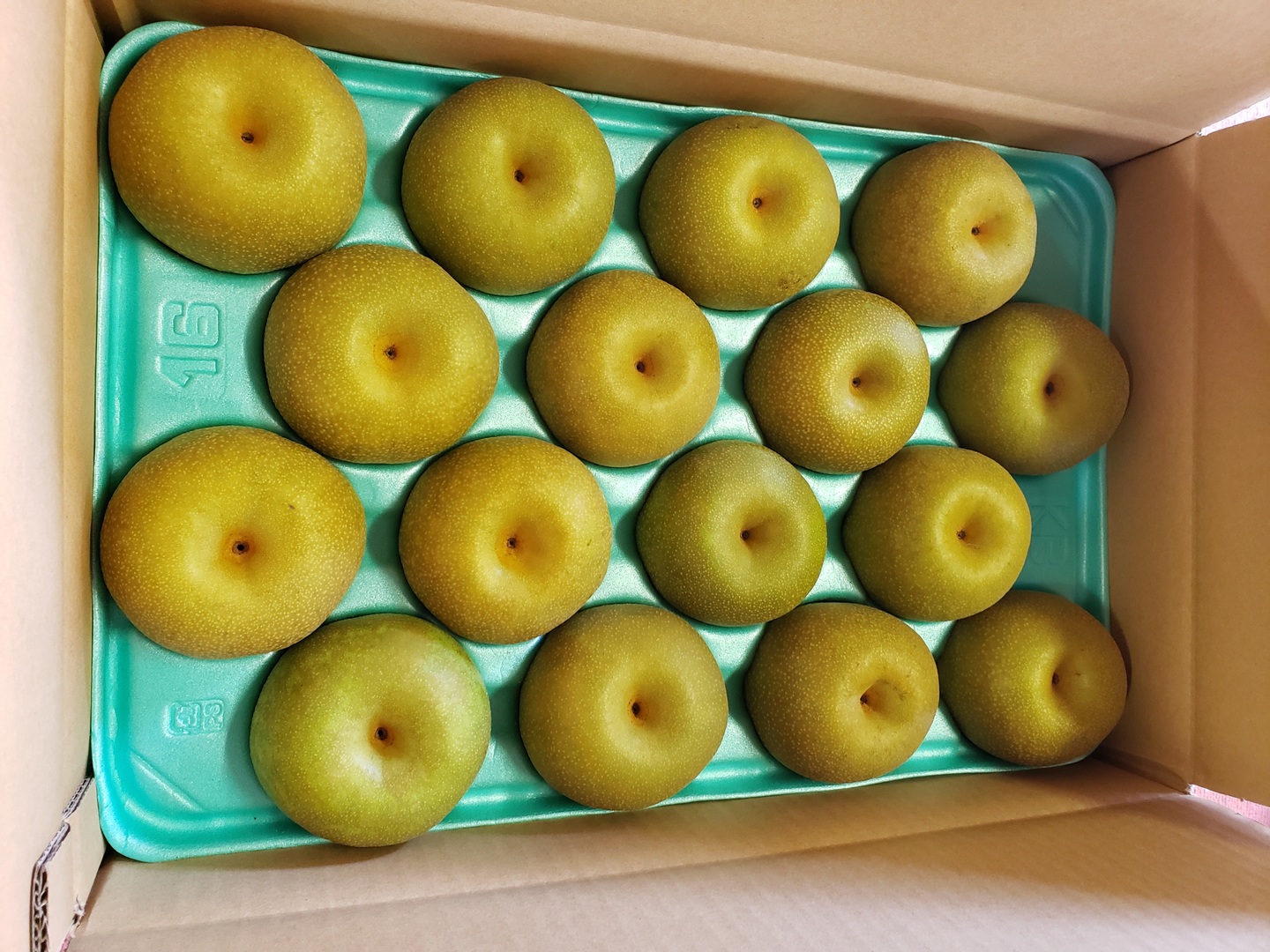 贈答品】梨 幸水 秀品 5Kg箱 中玉（16玉 ~ 18玉)_2025：千葉県産