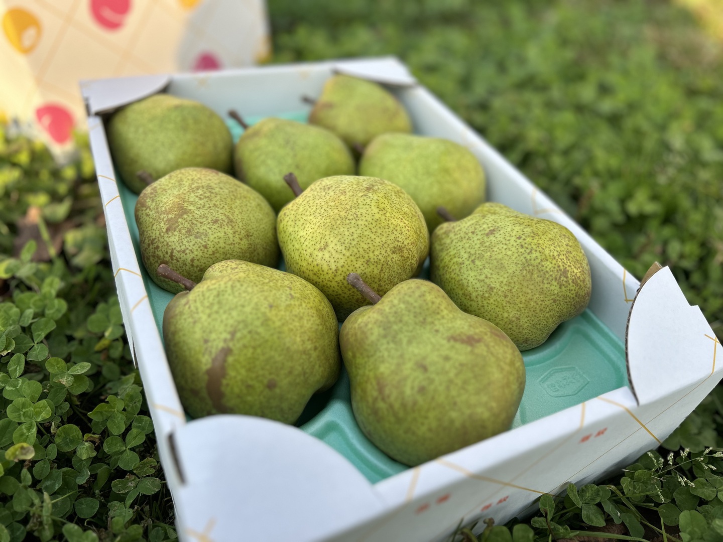 溢れる果汁。とろり食感、甘い香り 山形特産ラ・フランス 9個：山形県