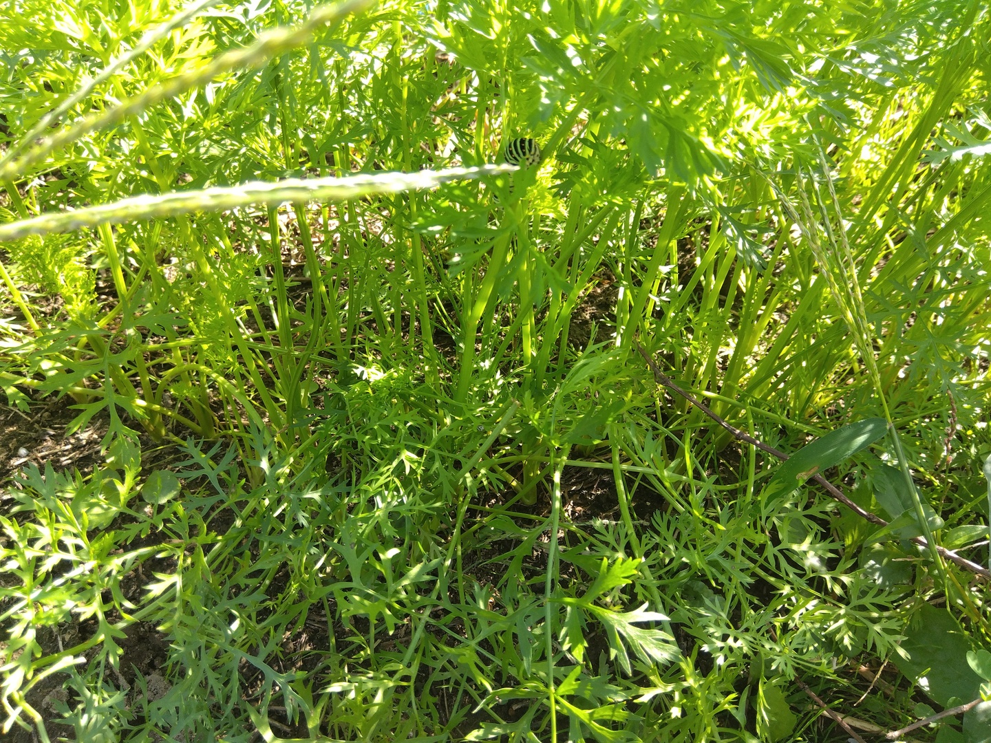sale！】1700円→1500円【自然栽培】人参葉1kg：愛知県産の黒田