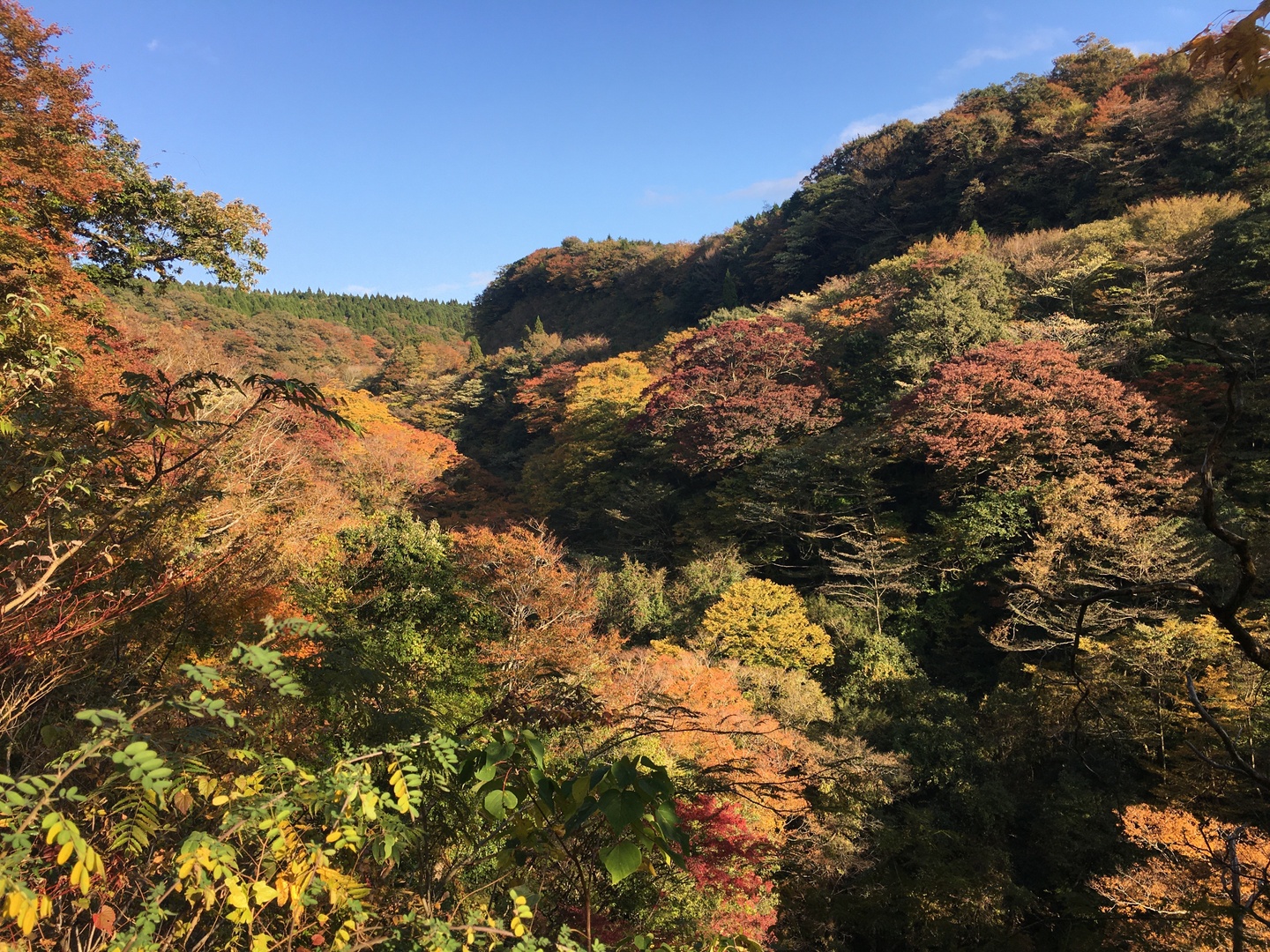 日本蜜蜂の非加熱生ハチミツ【花粉蜜/50g】【天然】日本ミツバチ 日本蜜蜂の非加熱生ハチミツ【花粉蜜/50g】【天然】日本ミツバチ