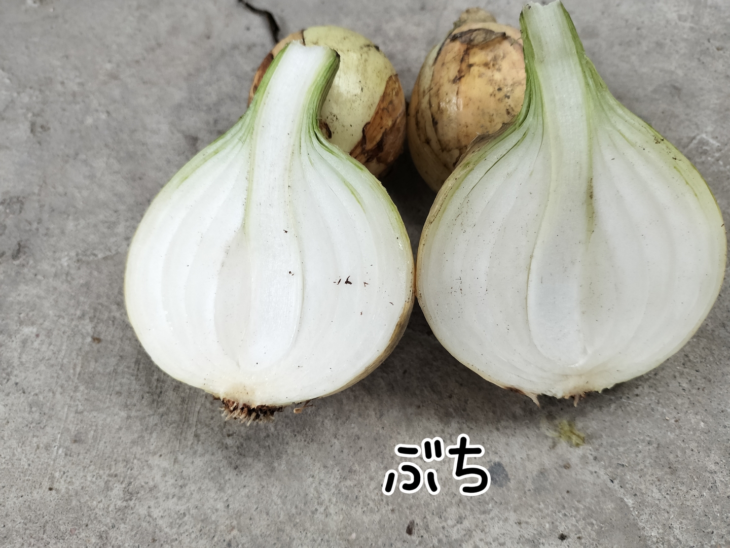 農家直送 淡路島新玉ねぎ 訳あり5㌔：兵庫県産のその他玉ねぎ