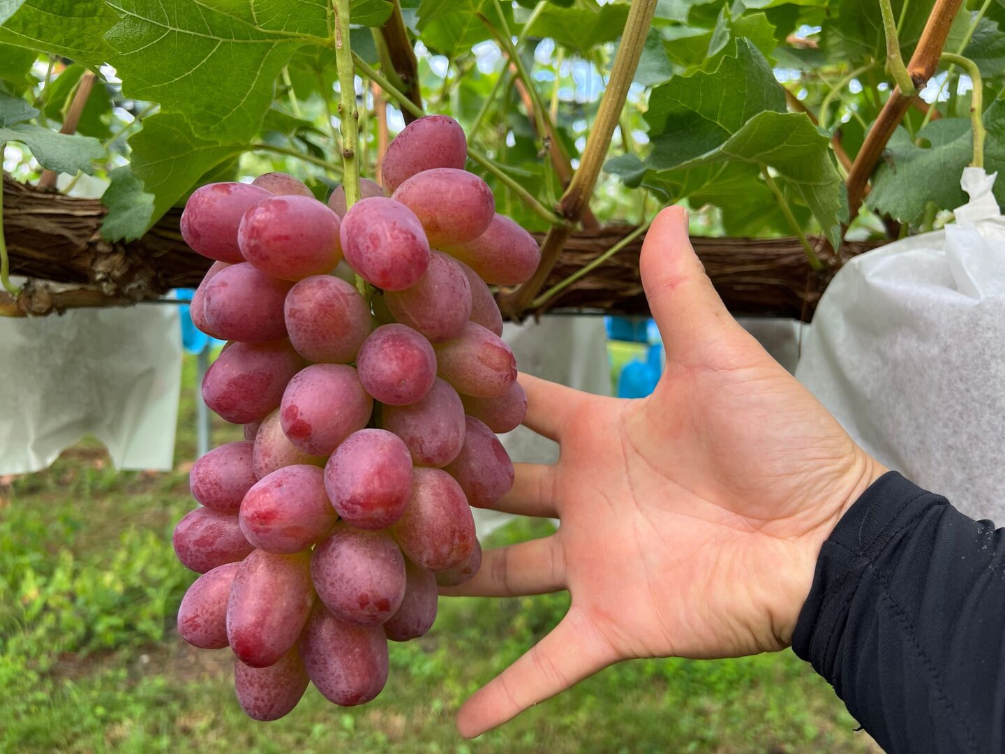 贈答用】長野限定の希少ぶどう！クイーンルージュ®︎ 約2kg：長野県産