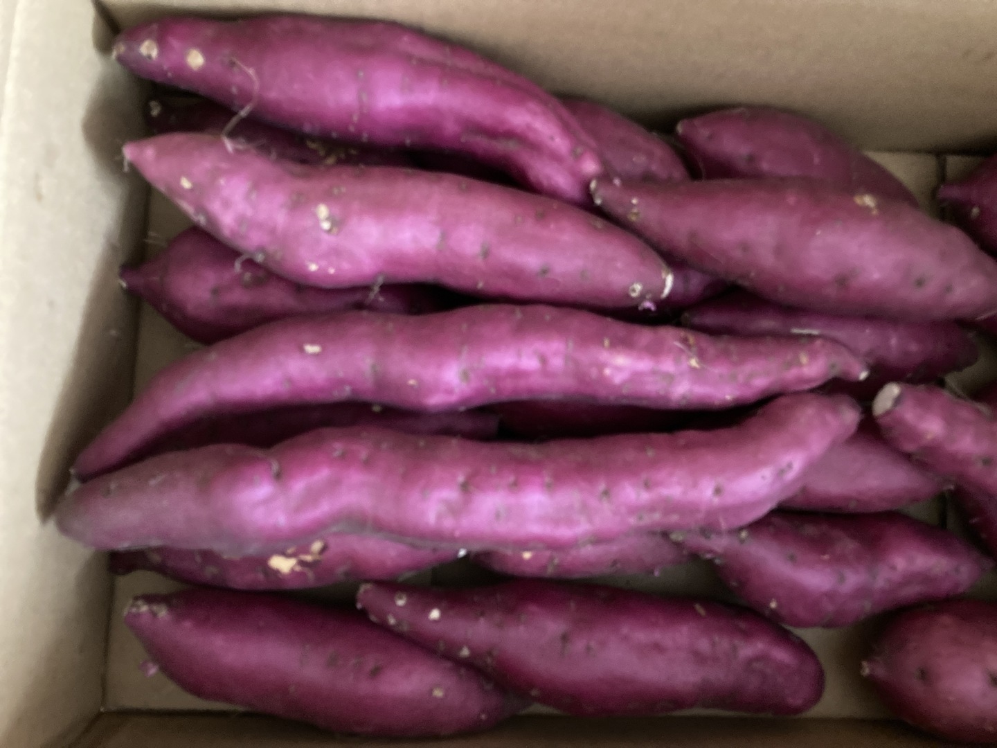 令和7年新芋🍠】採れたてホクホクさつまいも 土佐紅約5kg(M