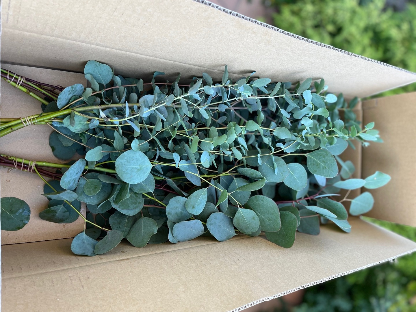 ユーカリベリーが爽やかに香る ミツマタを添えたグリーン リース  