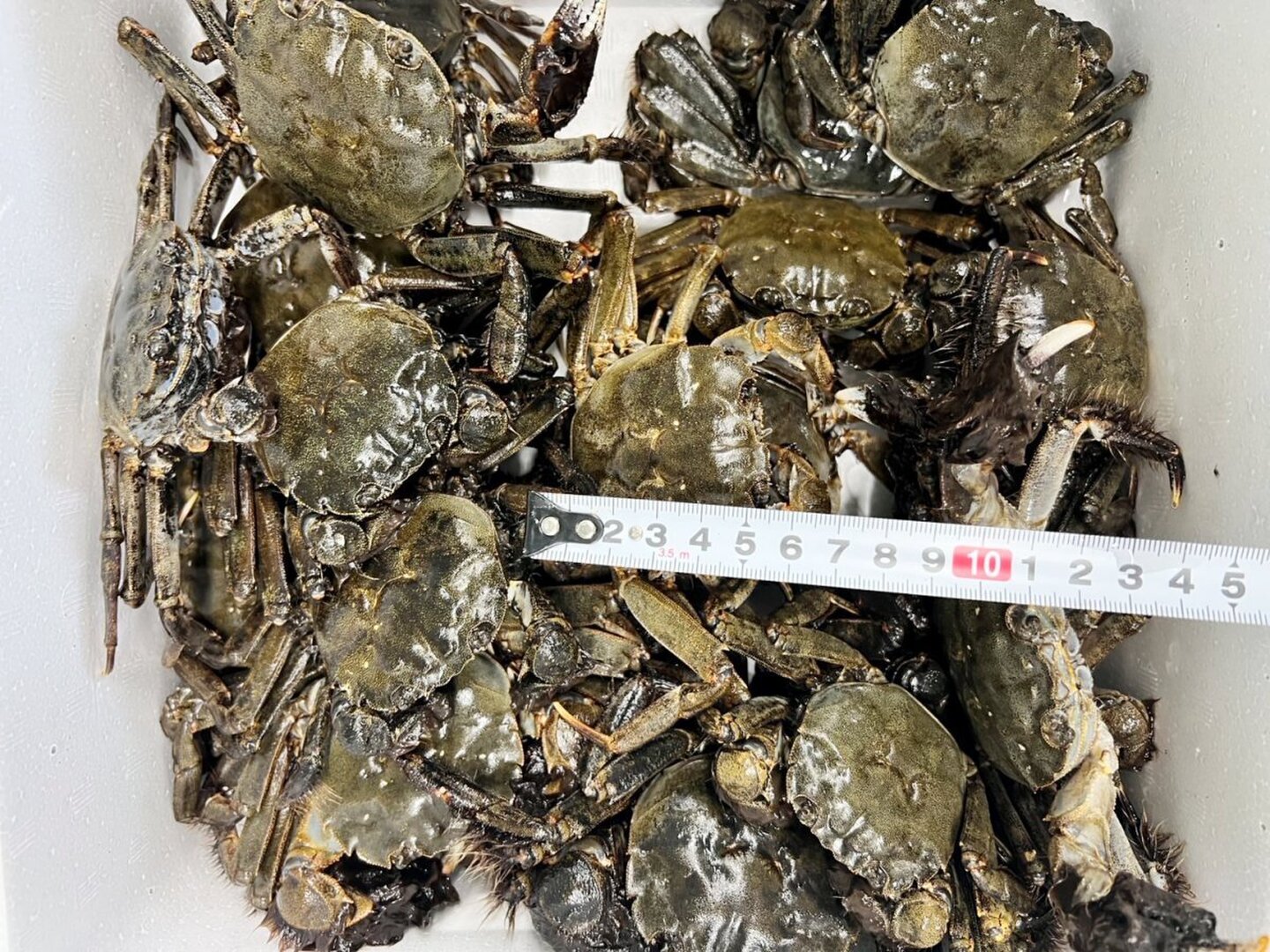 モクズガニメス4kg 🧊急速冷凍モクズガニ🦀小中サイズ4kg(目安 40-80杯)2kg入りが2
