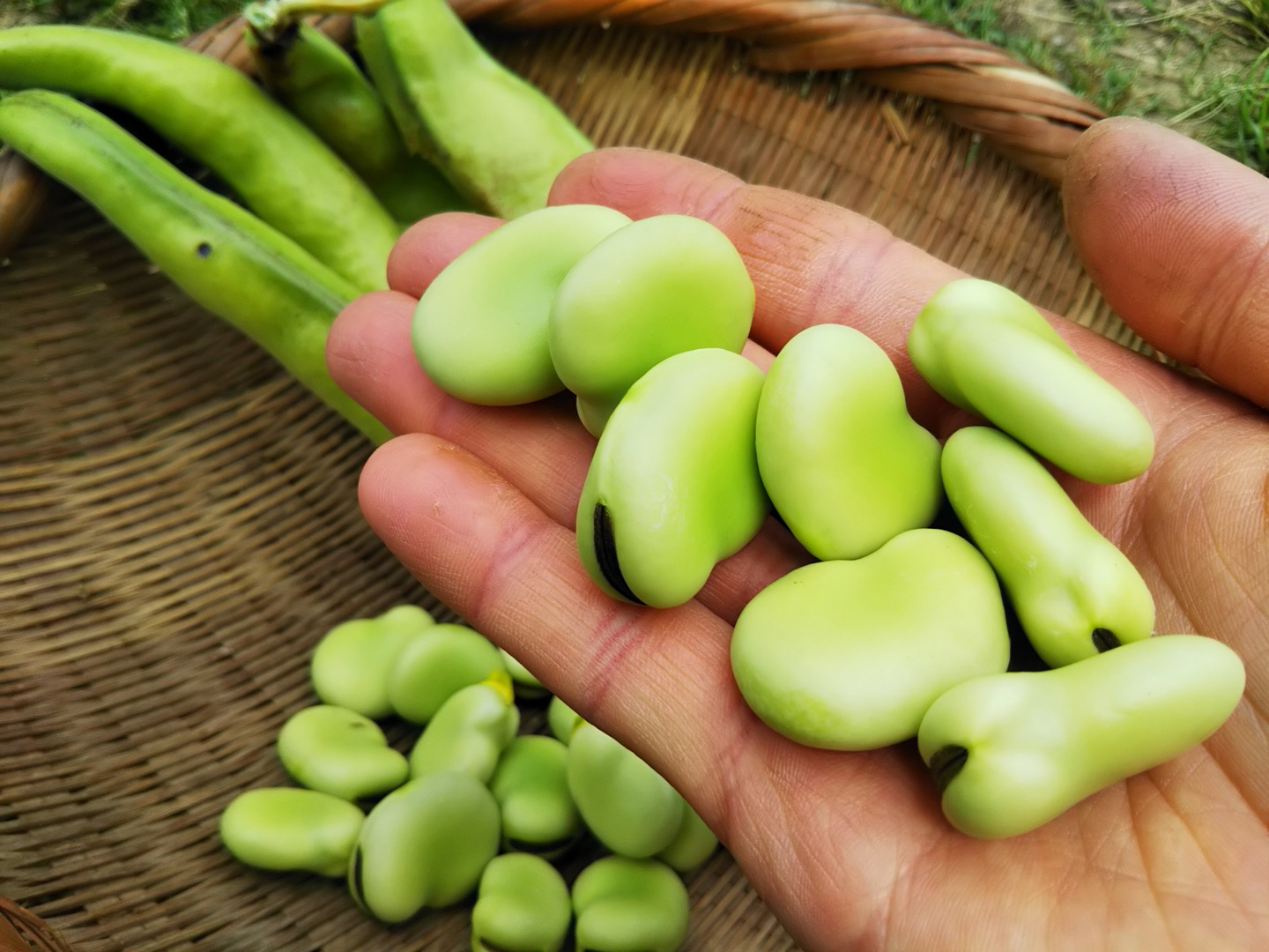 そら豆 陵西一寸[そら豆] - e-種や｜国内最大級の野菜種・花種・苗