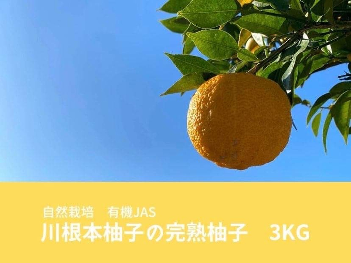 みかん Amazon.co.jp: [冷凍] 赤城乳業ガツン、とみかん（58ml×5本）×7