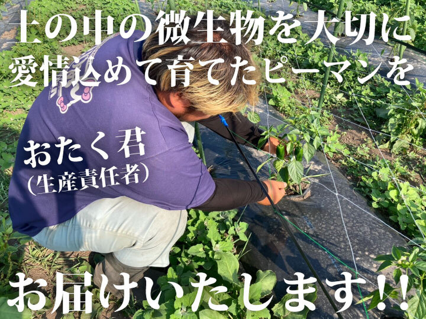 生でも美味しい！ごちそうピーマン！】約2キロ！朝採れ新鮮