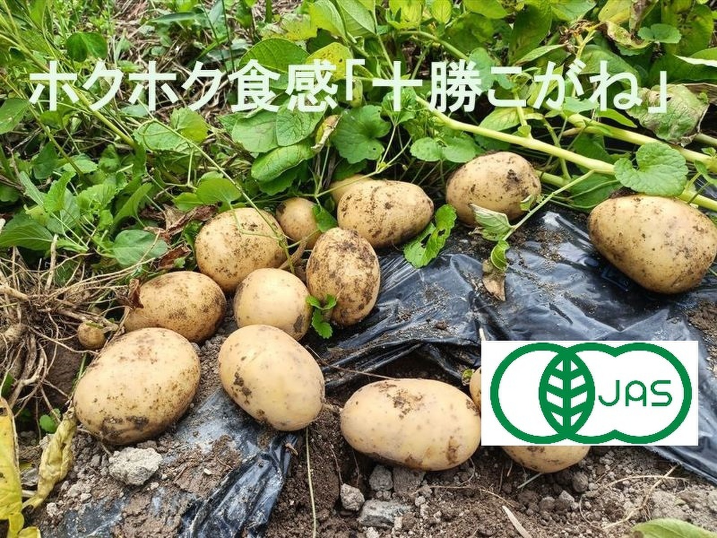 激安！　早い者勝ち　じゃがいも　05 f8a809370b1fbc25c36907365bd869