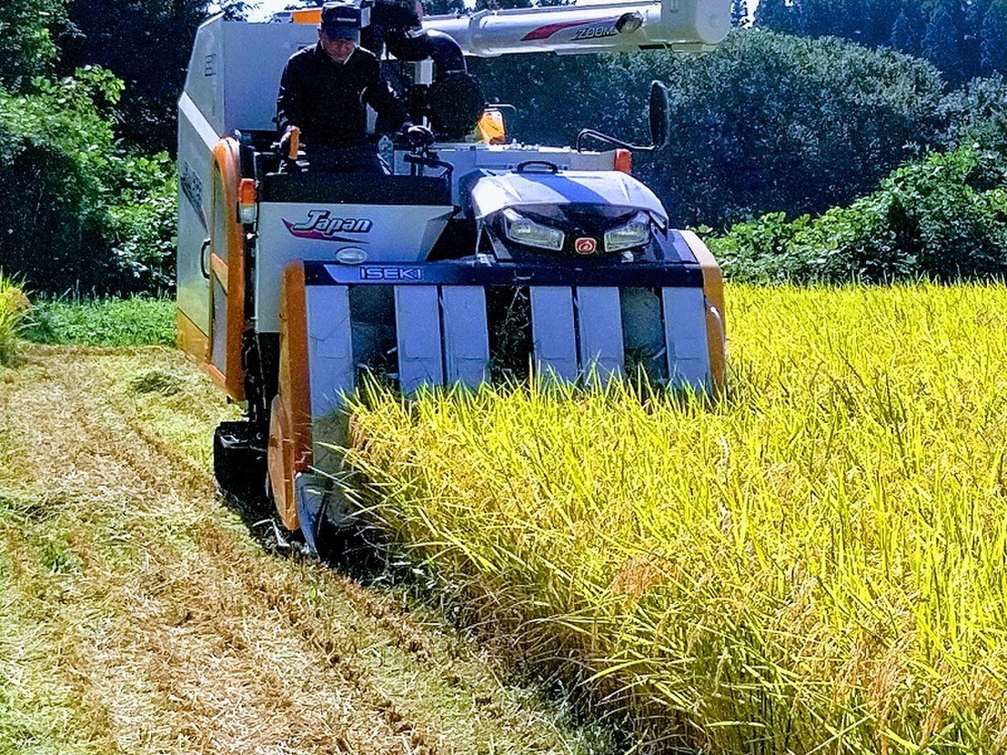 令和7年新米】【白米】『もっちりコシヒカリ30kg(精米時27kg