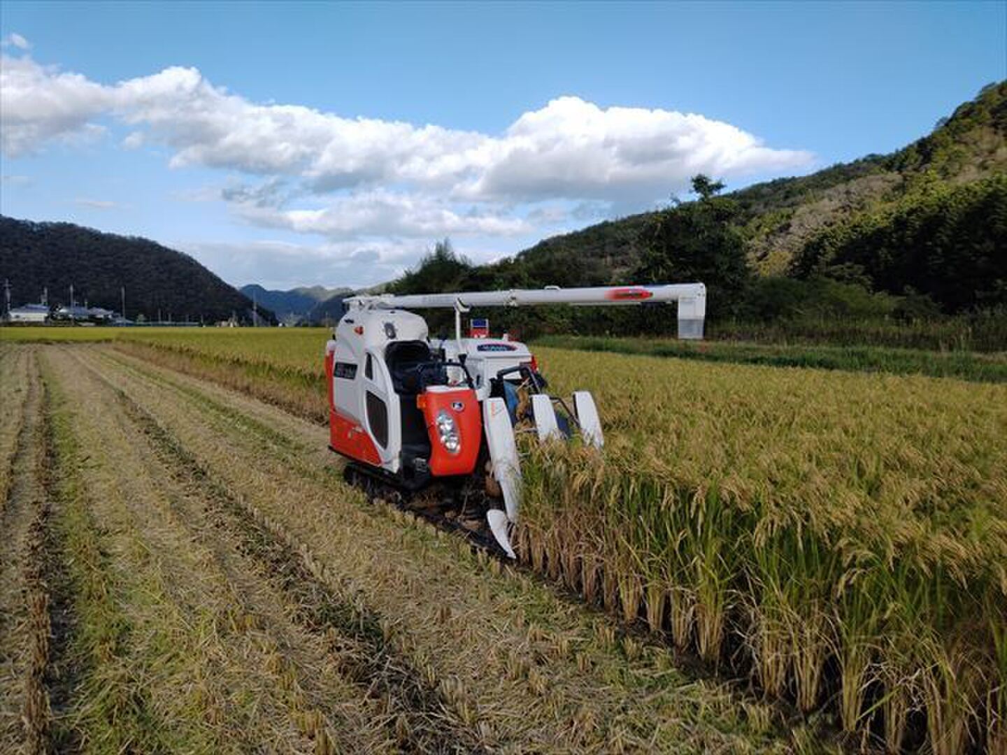 m*5様 兵庫県産　令和6年度 にこまる　白米　8kg m*5様 兵庫県産 令和6年度 にこまる 白米 8kg