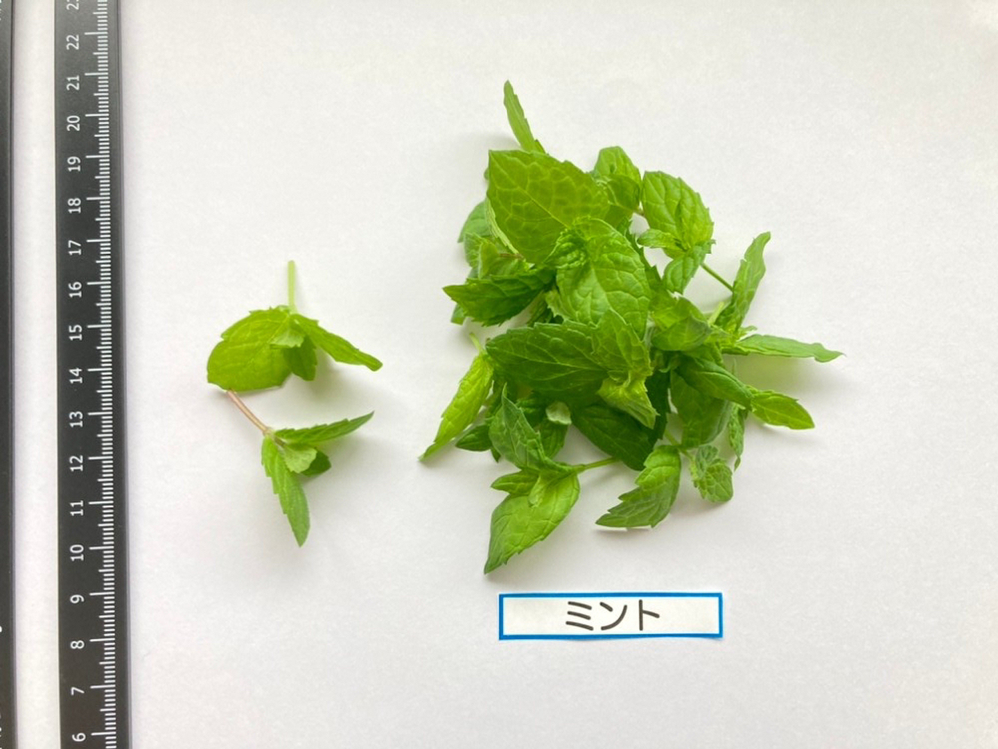 専用商品　チョク様 週末発送☆数量限定】マイクロハーブ 6種セット/各2g：岐阜県