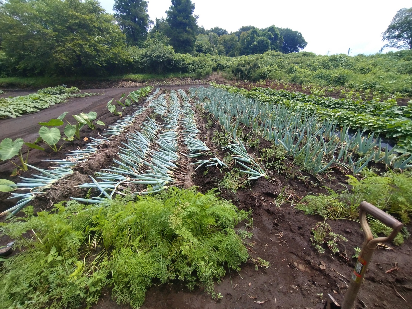 冬の大名！下仁田ねぎ1k L-2Lサイズ：栃木県産の下仁田ねぎ｜食べ