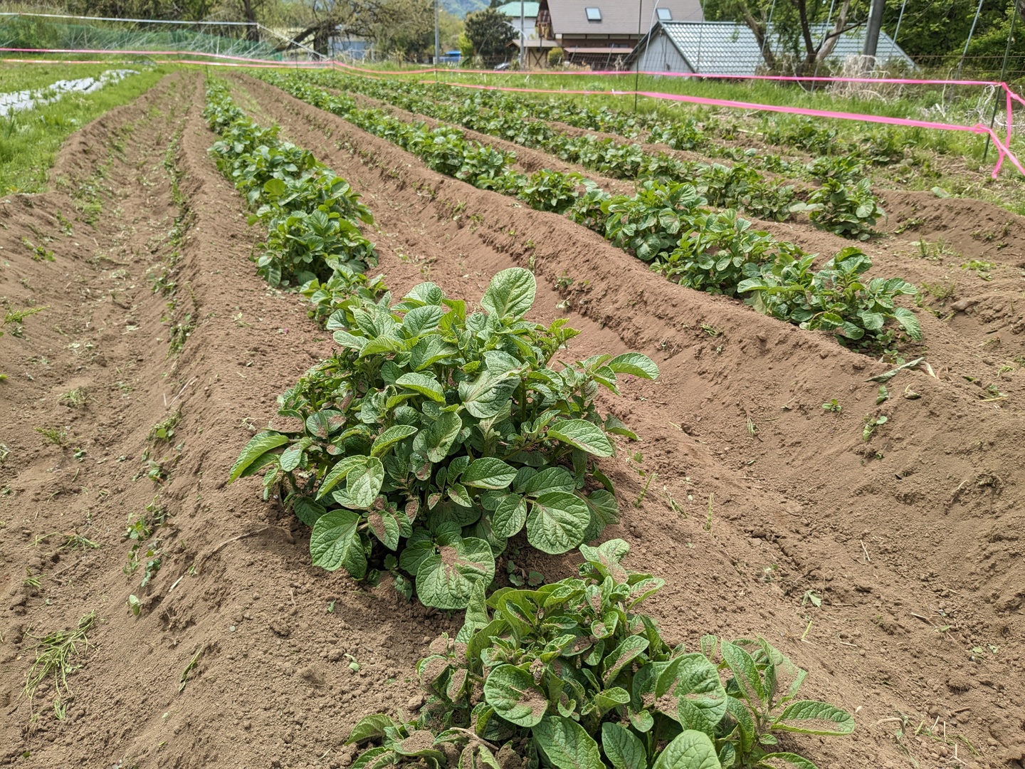 じゃがいも（シャドークイーン）2㎏：山梨県産のシャドークイーン
