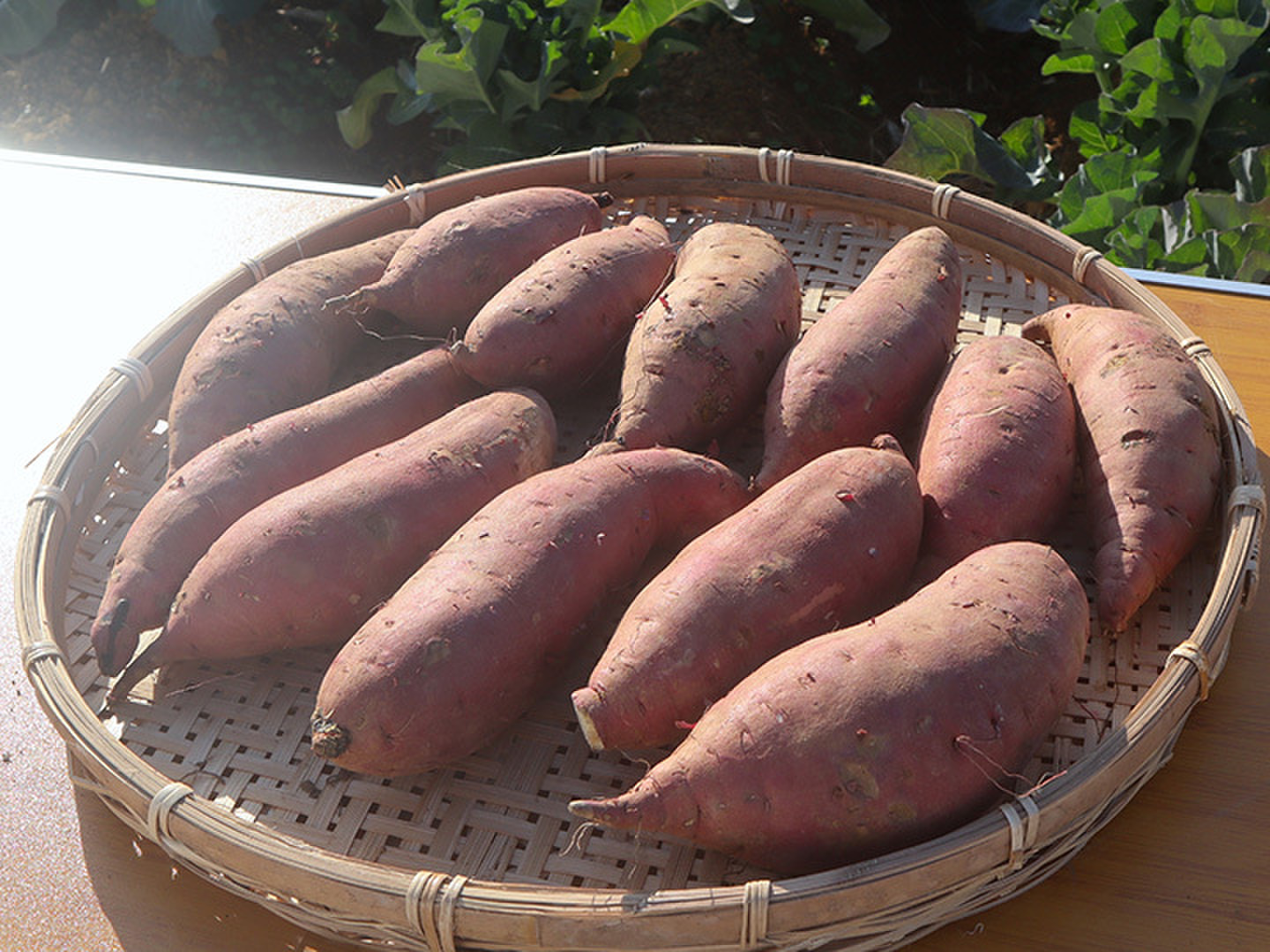 Natural farming さつまいも モンテッソーリ 知育 腸脳相関 正食