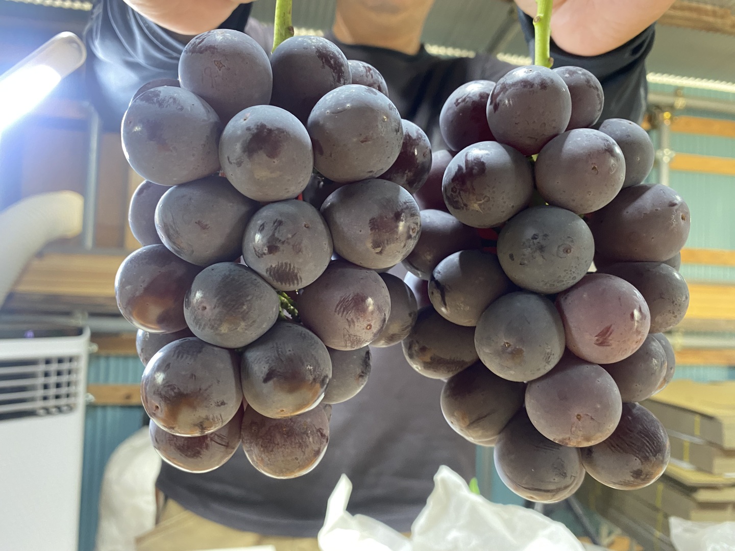 朝採れ！岡山県産ピオーネ2kg(4〜5房) ぶどう ニューピオーネ 種なし 秀品 約2kg 4～5房 岡山県産<br