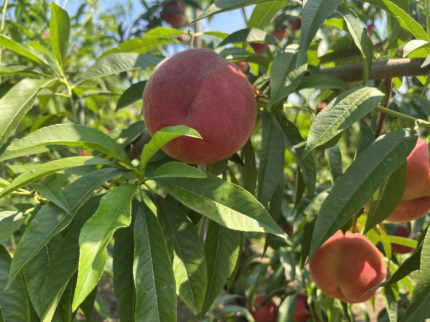硬い桃「おどろき」家庭用5kg（10〜18玉）：山形県産のおどろき｜食べ