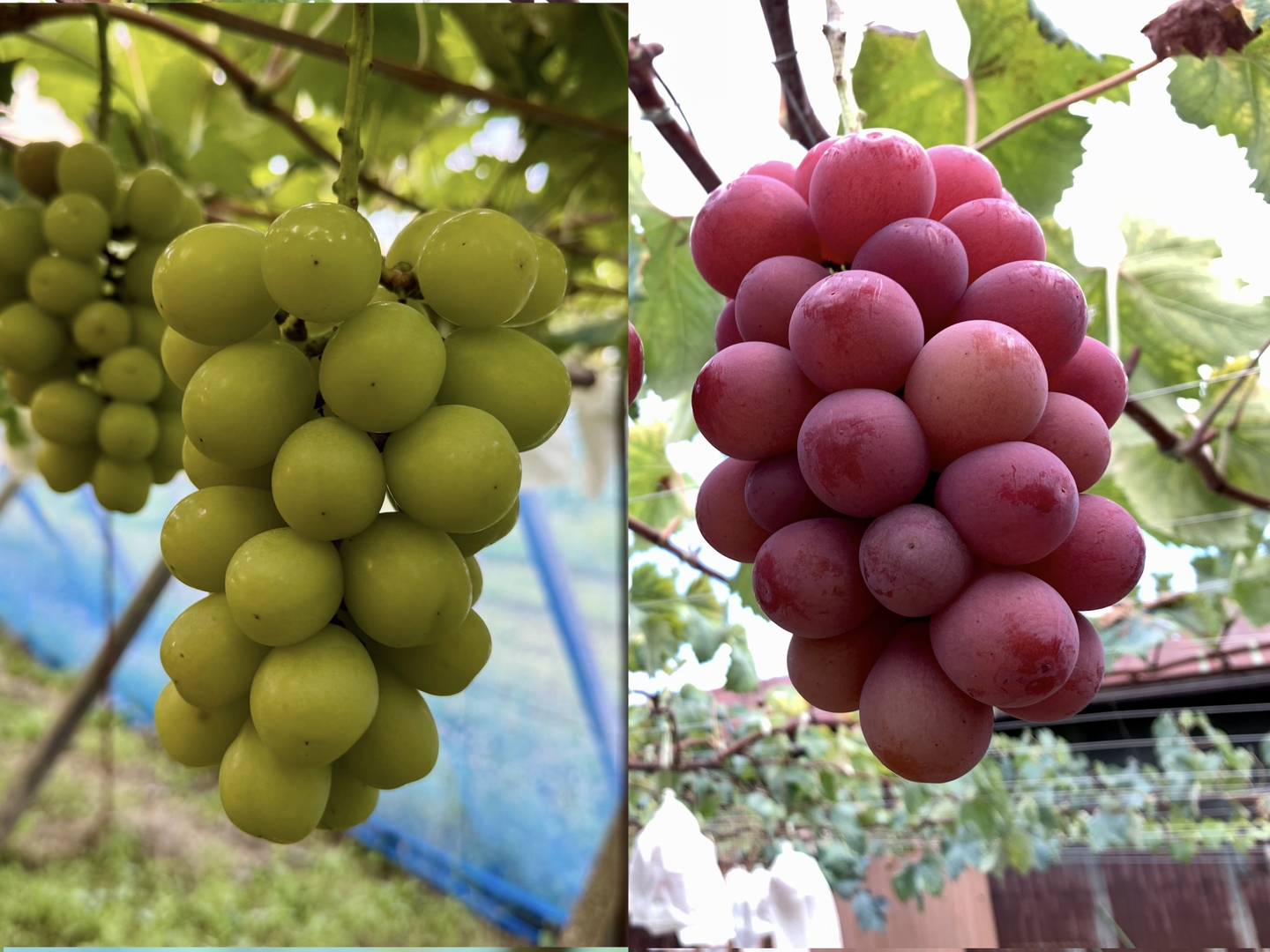 1 山梨県産 シャインマスカット 我が道 スカーレット クインニーナ 2kg