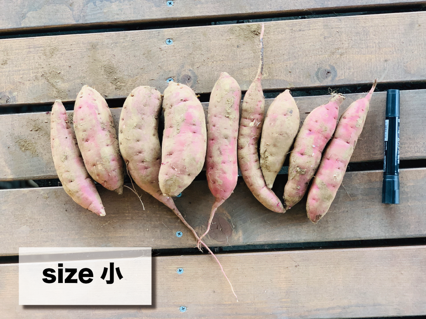 2024年 新芋 紅はるか Lサイズ さつまいも 5kg 箱 茨城県産