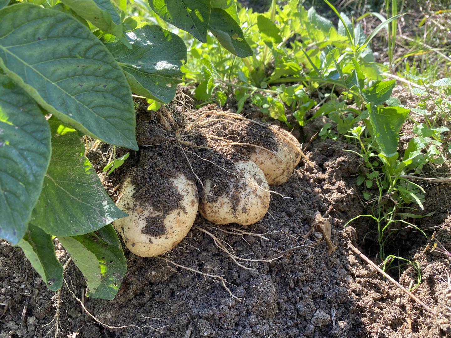 自然栽培】出島(デジマ) じゃがいも 2㎏（農薬・肥料不使用） 新